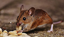 24 Hour & Emergency Exterminators in Merrimac, WI